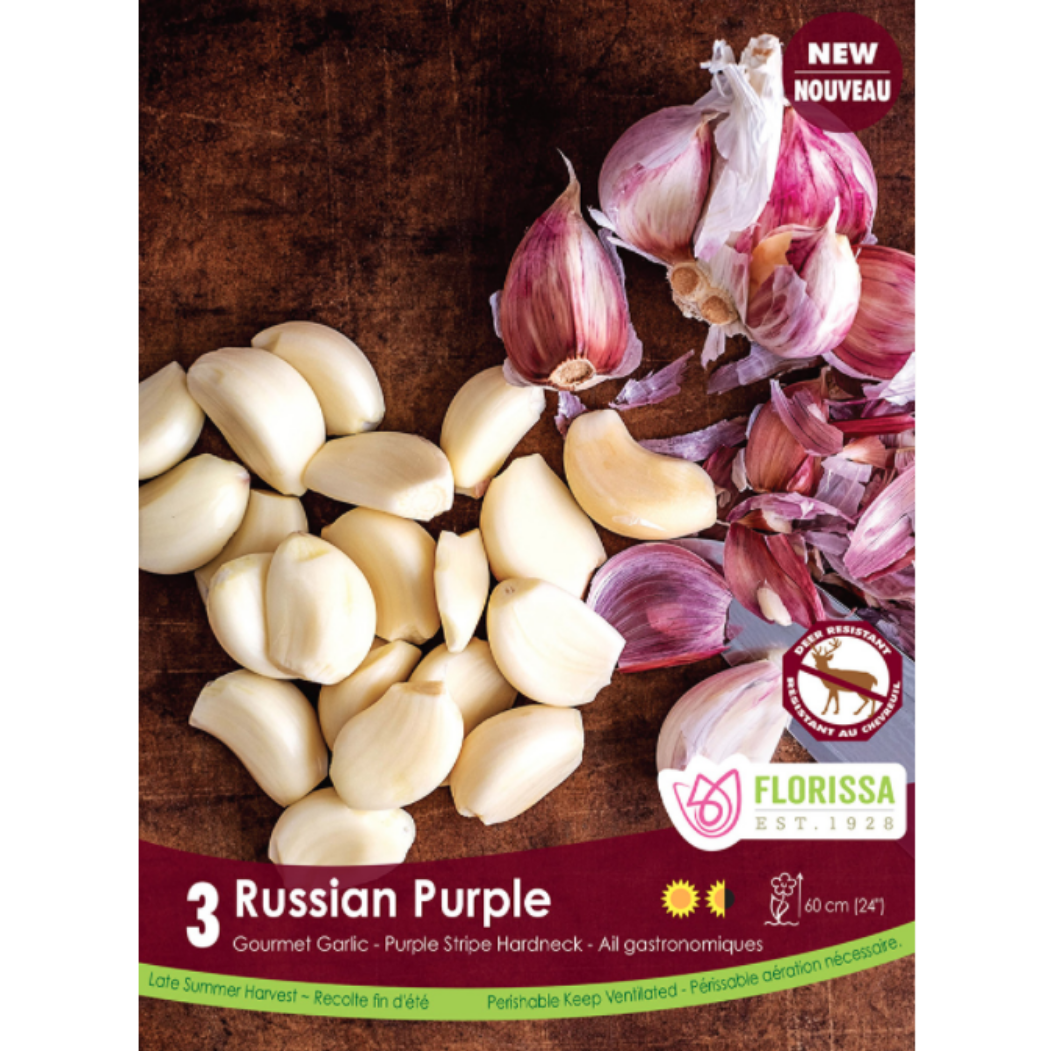 Garlic 'Russian Purple'  Purple Stripe Hardneck 3/Pkg.
