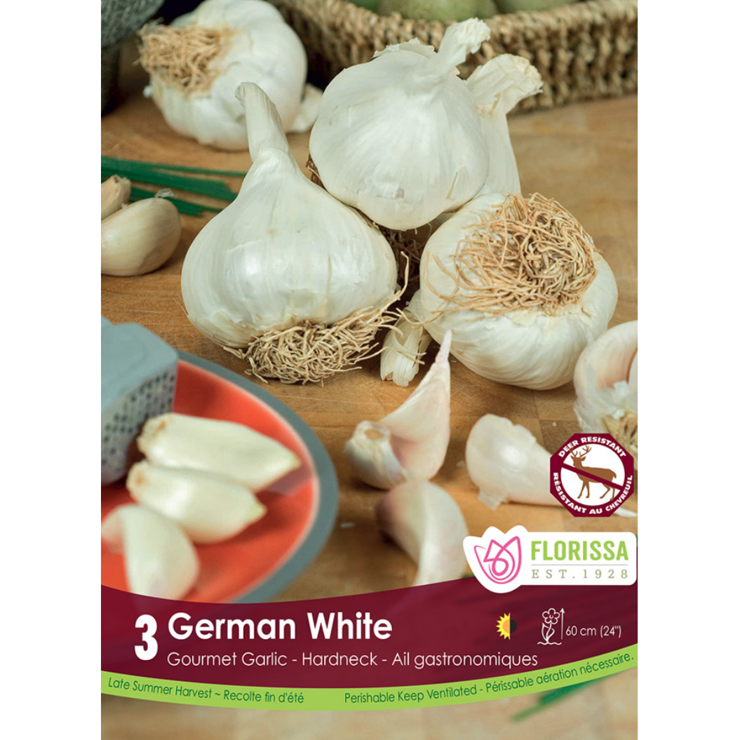 Garlic 'German White' Hardneck 3/Pkg.