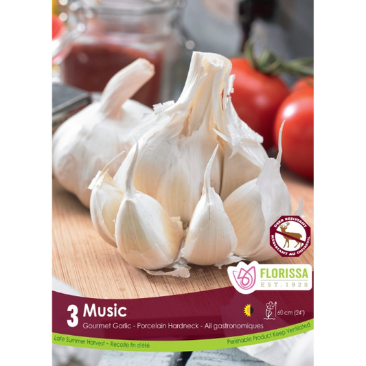 Garlic 'Music' Porcelain Hardneck 3/Pkg.