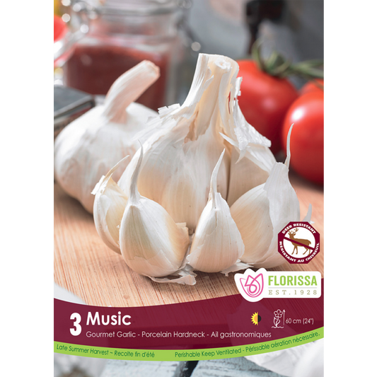 Garlic 'Music' Porcelain Hardneck 3/Pkg.