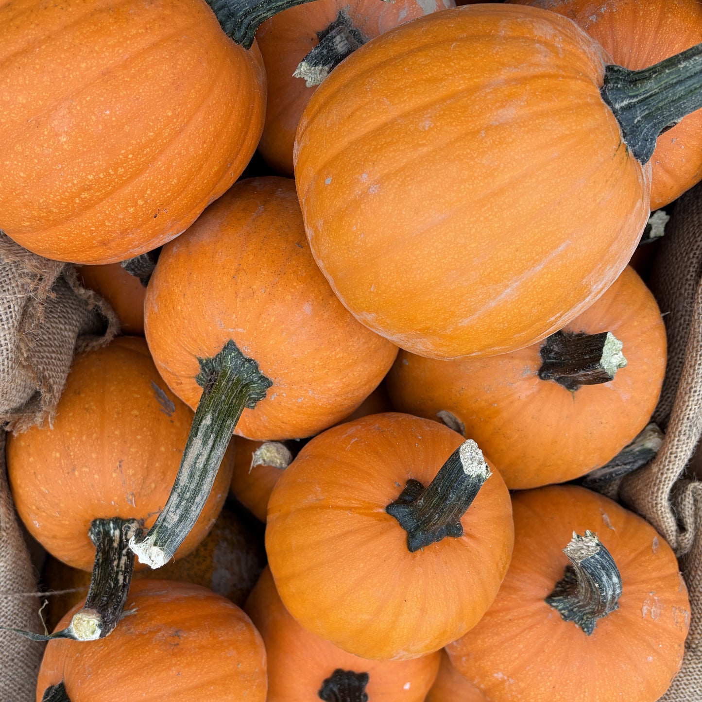 Pie Pumpkins, Fresh