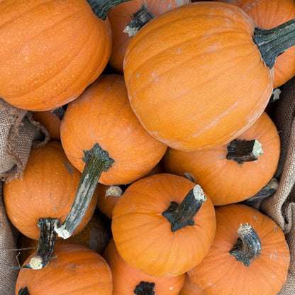 Pie Pumpkins, Fresh