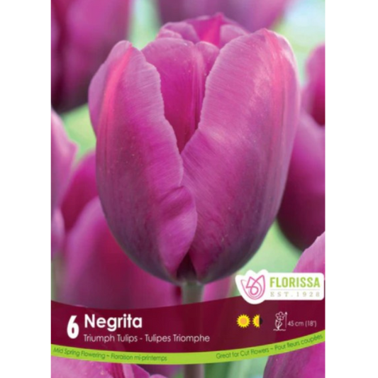 Tulips 'Negrita' Triumph 6/Pkg.