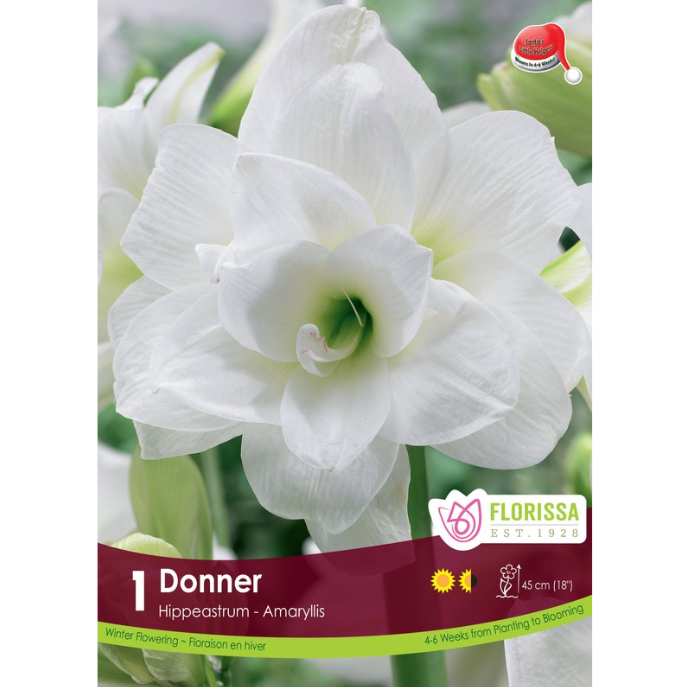 Amaryllis 'Donner' Xmas Bloom 1/Pkg.