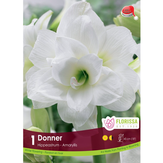 Amaryllis 'Donner' Xmas Bloom 1/Pkg.