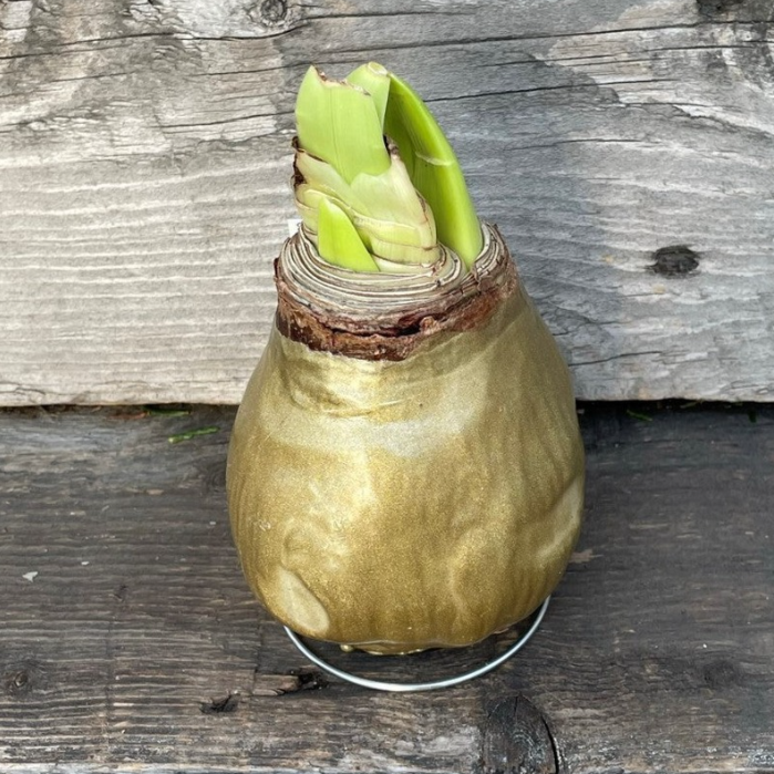 Amaryllis Waxed Assorted