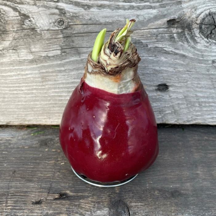 Amaryllis Waxed Assorted