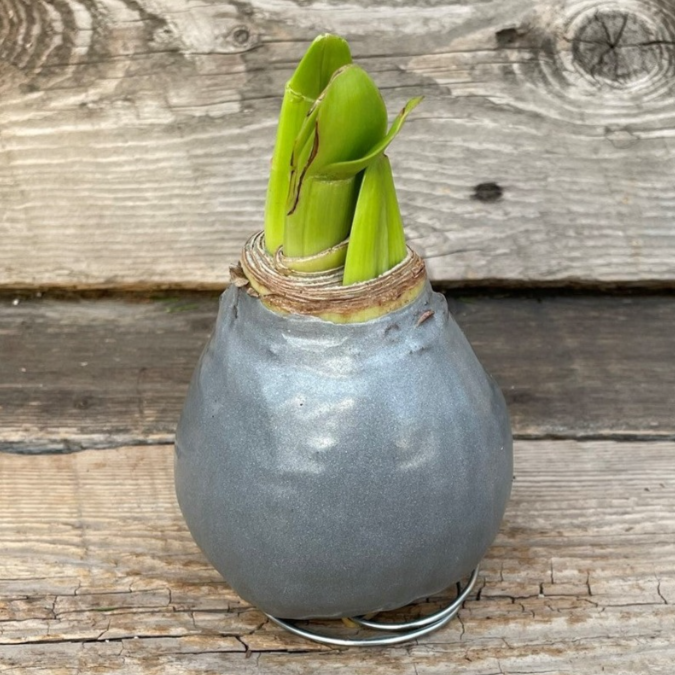 Amaryllis Waxed Assorted