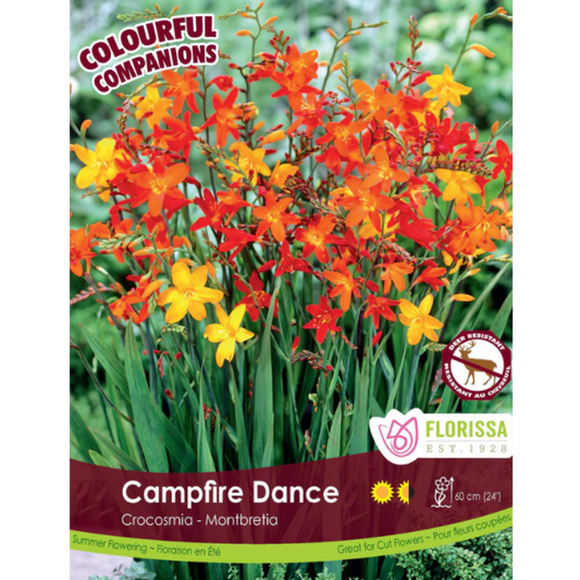 Bulbs Colourful Companions Crocosmia Campfire Dance 20/Pkg.