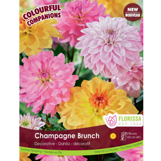 Bulbs Dahlia Champagne Brunch 3/pkg