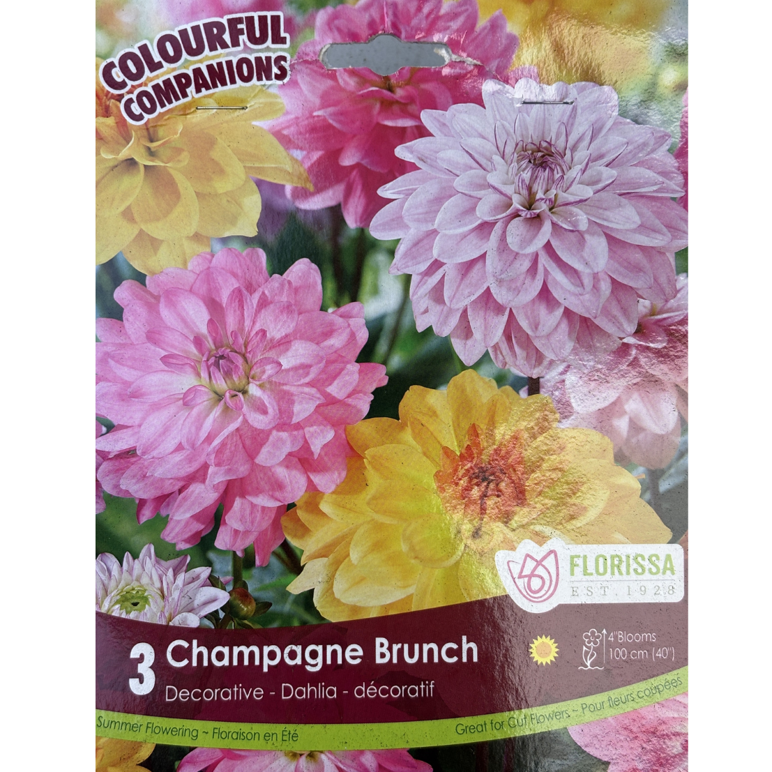 Bulbs Dahlia Champagne Brunch 3/pkg