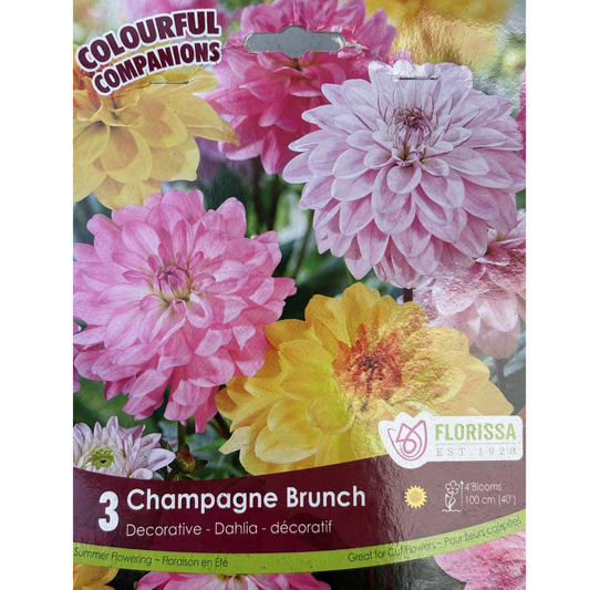 Bulbs Dahlia Champagne Brunch 3/pkg