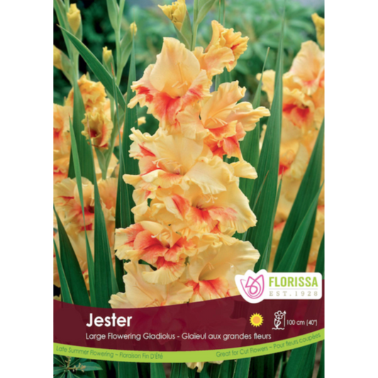 Bulbs Gladiolus Jester Jumbo 8/Pkg.