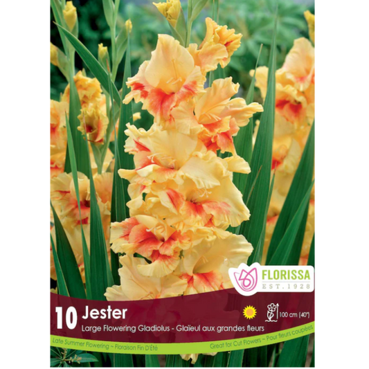 Bulbs Gladiolus Jester 8/Pkg.