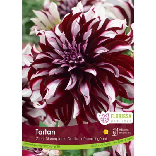 Bulbs Dahlia Dinnerplate Tartan 1/Pkg.