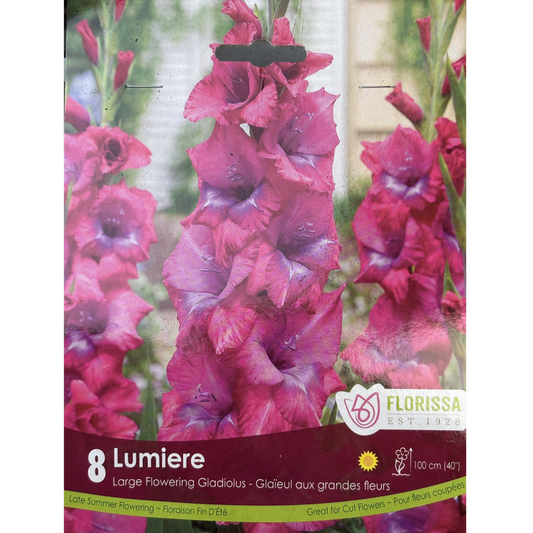 Bulbs Gladiolus Novelty Lumiere 8/Pkg.