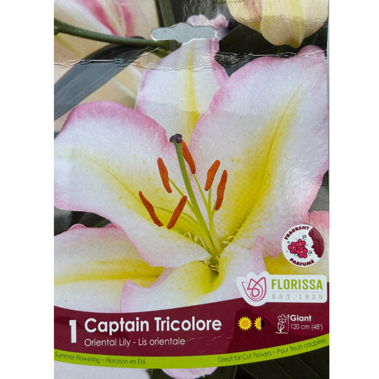 Bulbs Lily Captain Tricolore Oriental 1/Pkg.