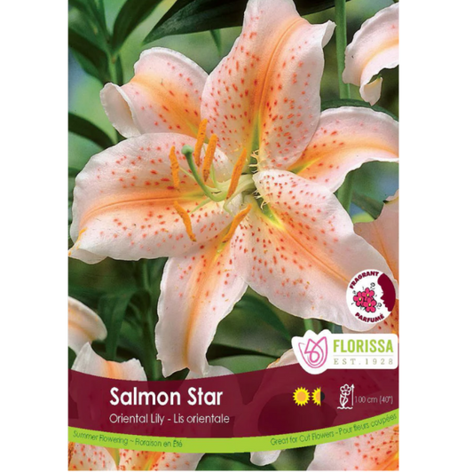 Bulbs Lily Oriental Salmon Star 1/Pkg.