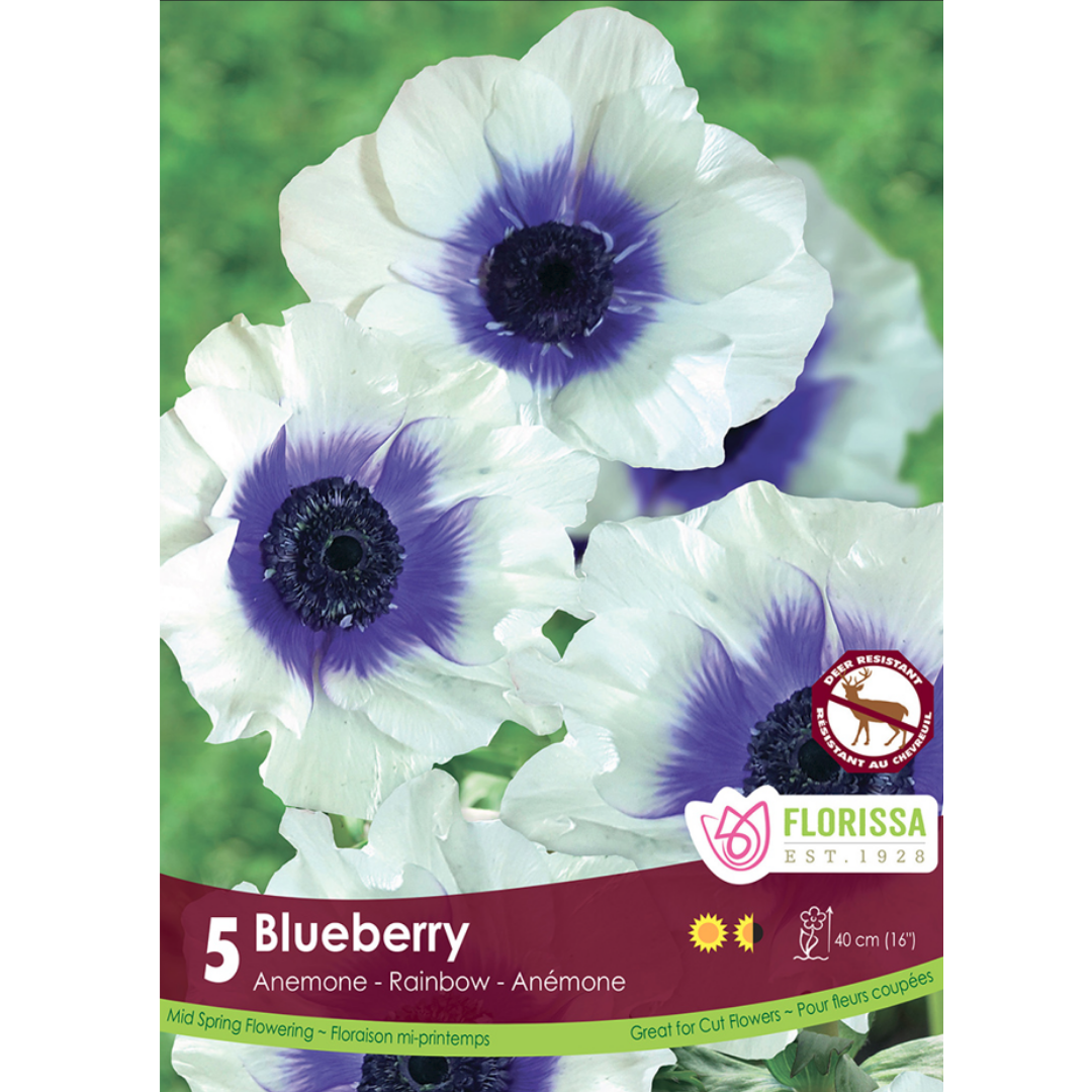 Anemone 'Blueberry' Rainbow 5/Pkg.