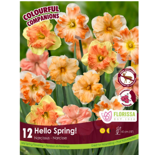 Colourful Companions Narcissus 'Hello Spring' 12/Pkg.