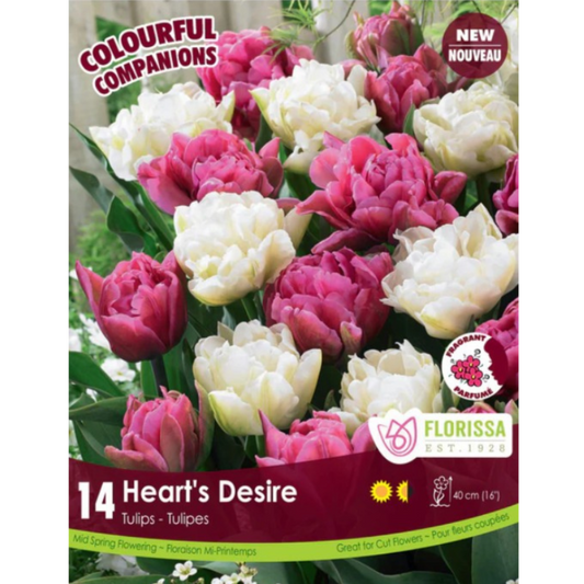 Colourful Companions Tulip 'Heart's Desire' 14/Pkg.