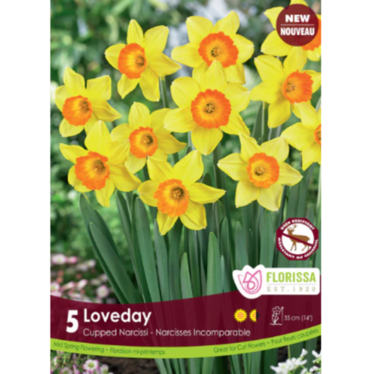 Narcissus 'Loveday' Cupped Narcissi 5/Pkg.