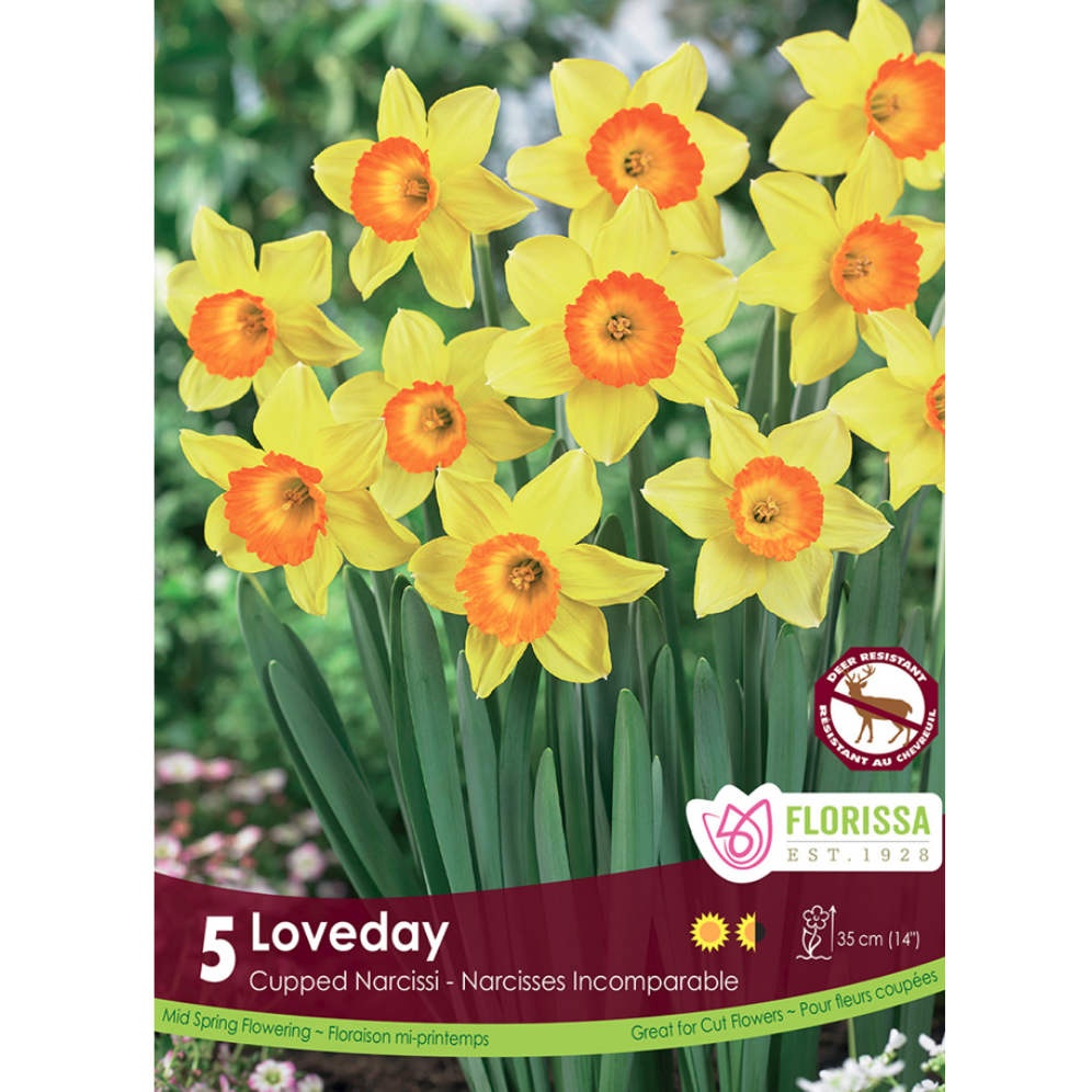 Narcissus 'Loveday' 5/Pkg.