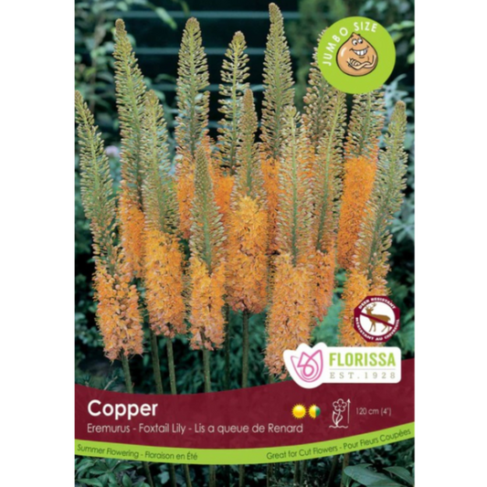 Eremurus 'Copper' Foxtail Lily 1/Pkg.