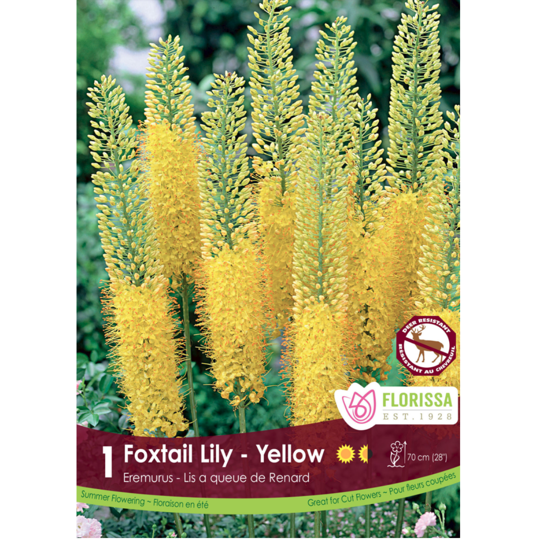 Eremurus 'Foxtail Lily Yellow' 1/Pkg.