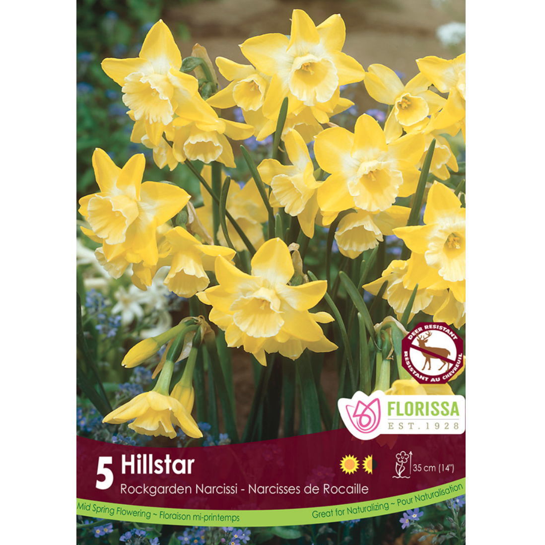 Narcissus 'Hillstar' 5/Pkg.