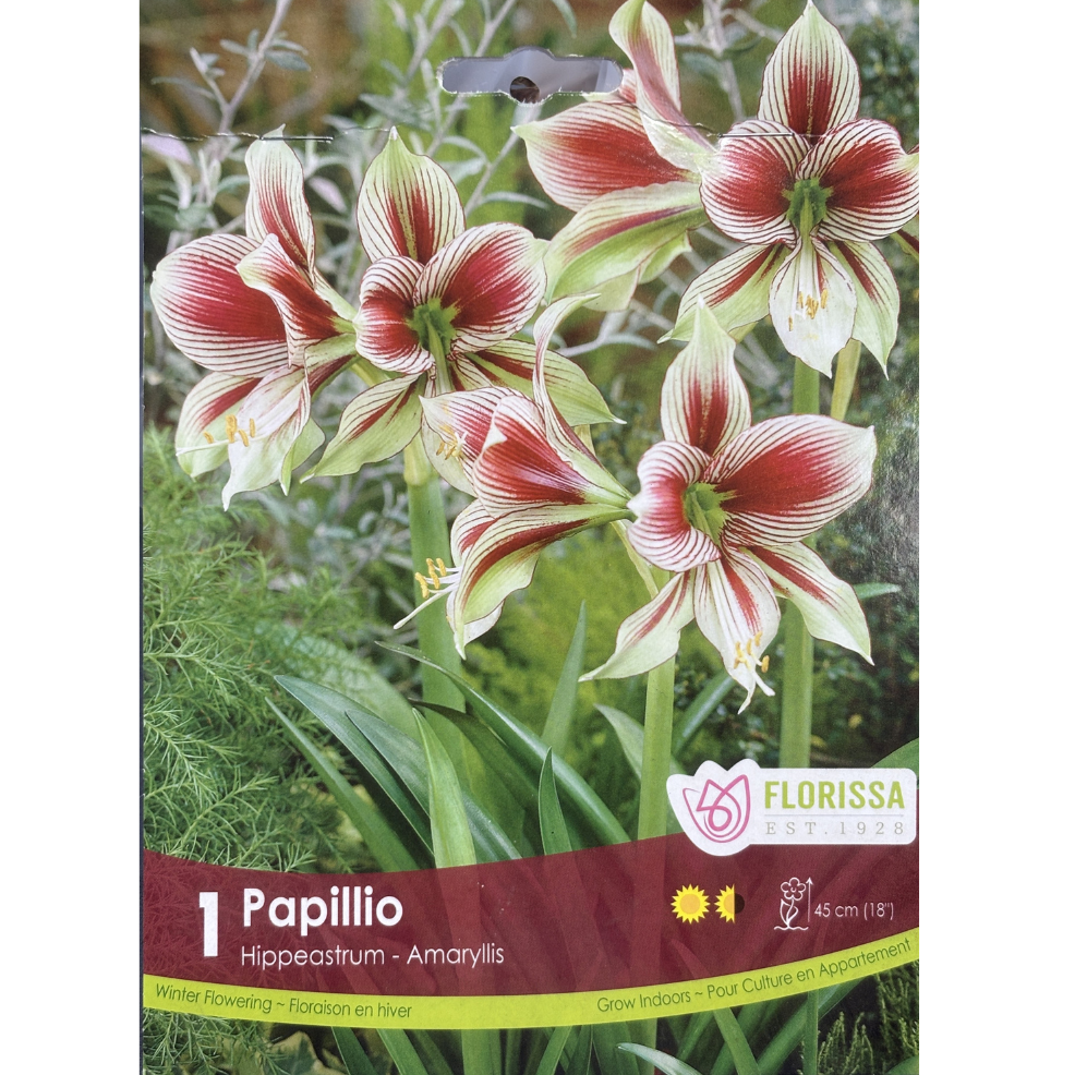 Amaryllis 'Papillio' 1/Pkg.