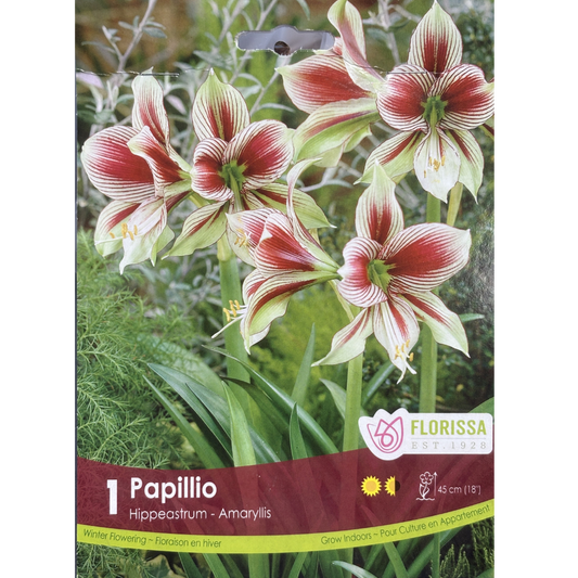 Amaryllis 'Papillio' 1/Pkg.