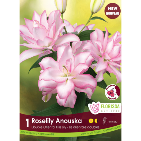 Bulbs Lily Roselily Anouska Double Oriental 1/Pkg.