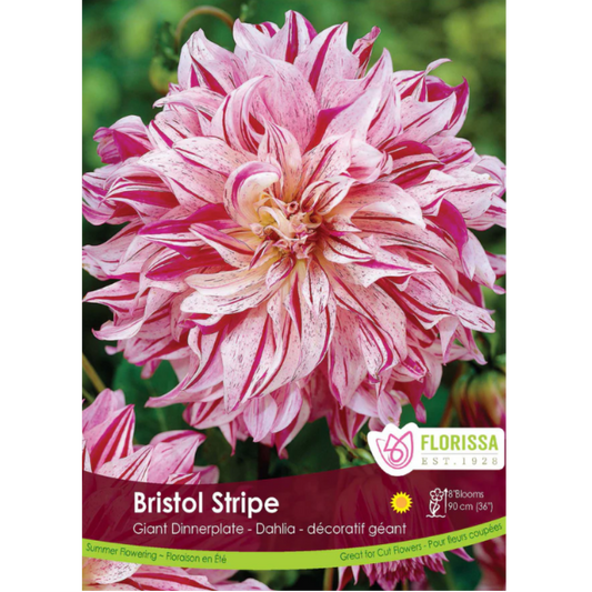 Bulbs Dahlia Dinnerplate Bristol Stripe 1/Pkg.