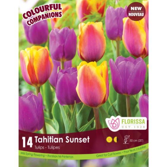 Colourful Companions Tulip 'Tahitian Sunset' 14/Pkg.