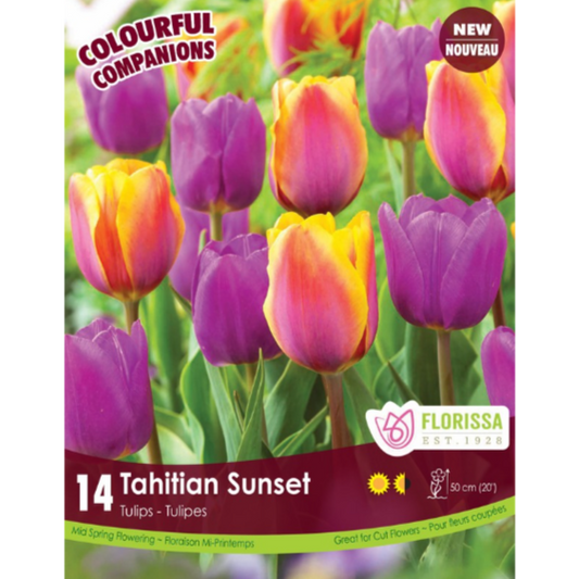 Colourful Companions Tulip 'Tahitian Sunset' 14/Pkg.