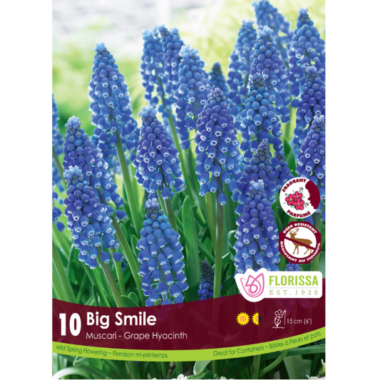 Muscari 'Big Smile' Grape Hyacinth 10/Pkg.