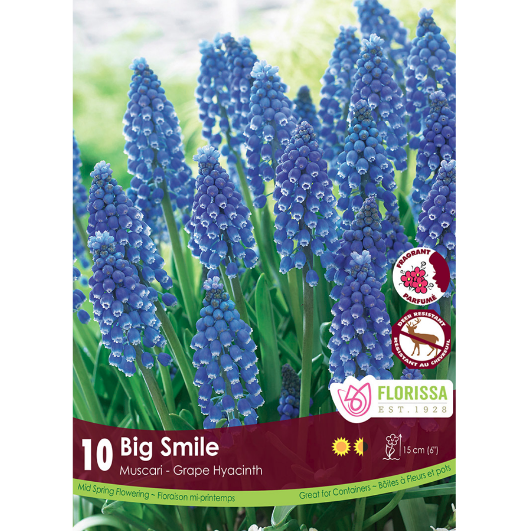 Muscari 'Big Smile' Grape Hyacinth 10/Pkg.