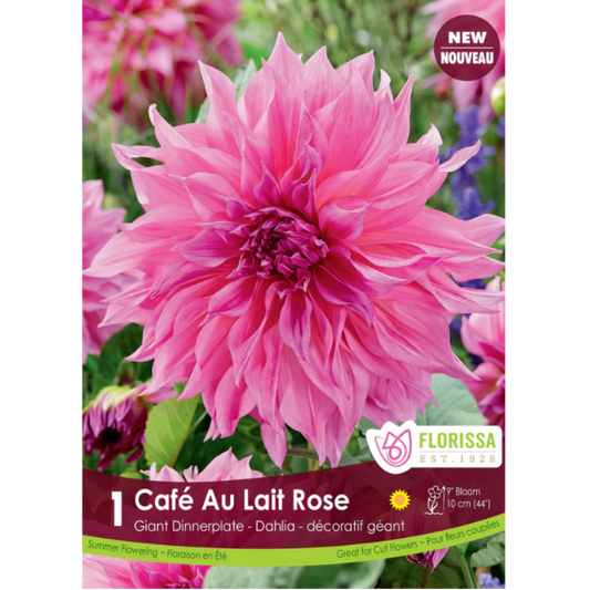 Bulbs Dahlia Dinnerplate Cafe au Lait Rose 1/Pkg.