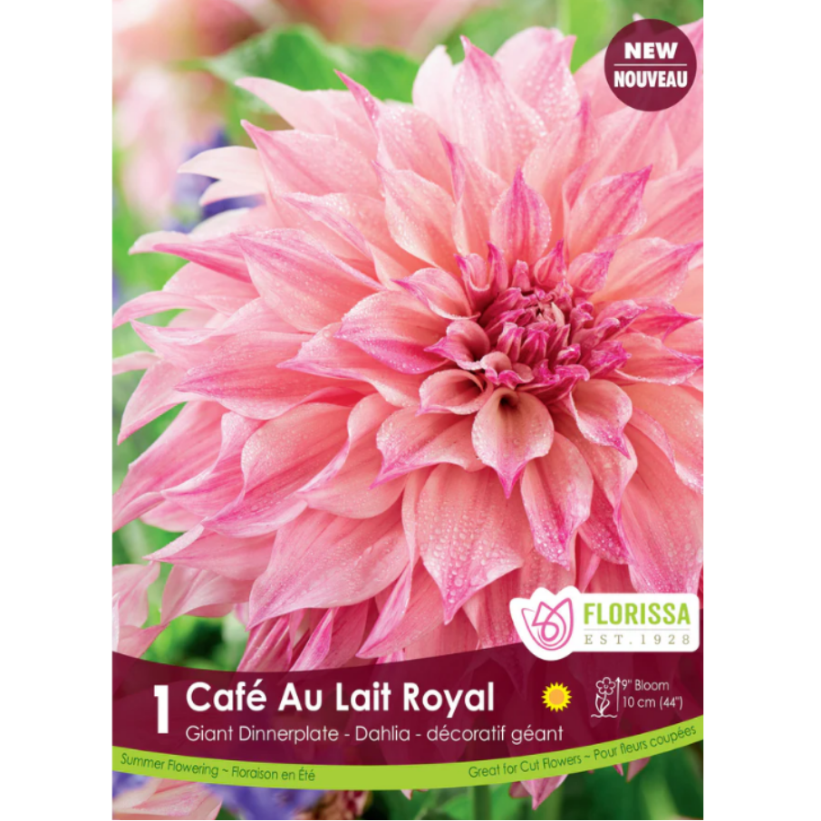 Bulbs Dahlia Cafe au Lait Royal Dinnerplate 1/Pkg.