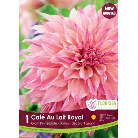 Bulbs Dahlia Dinnerplate Cafe au Lait Royal 1/Pkg.