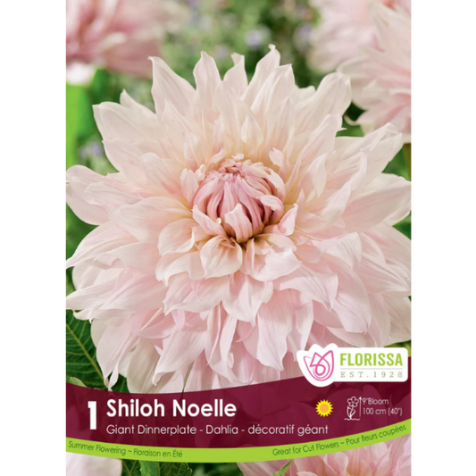Bulbs Dahlia Dinnerplate Shiloh Noelle 1/Pkg.