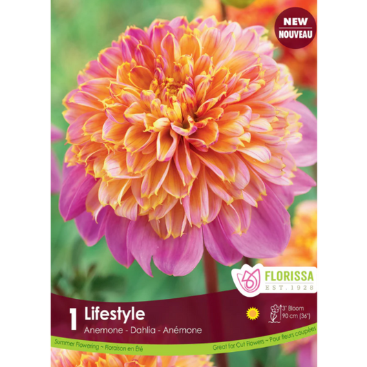 Bulbs Dahlia Lifestyle Anemone 1/Pkg.