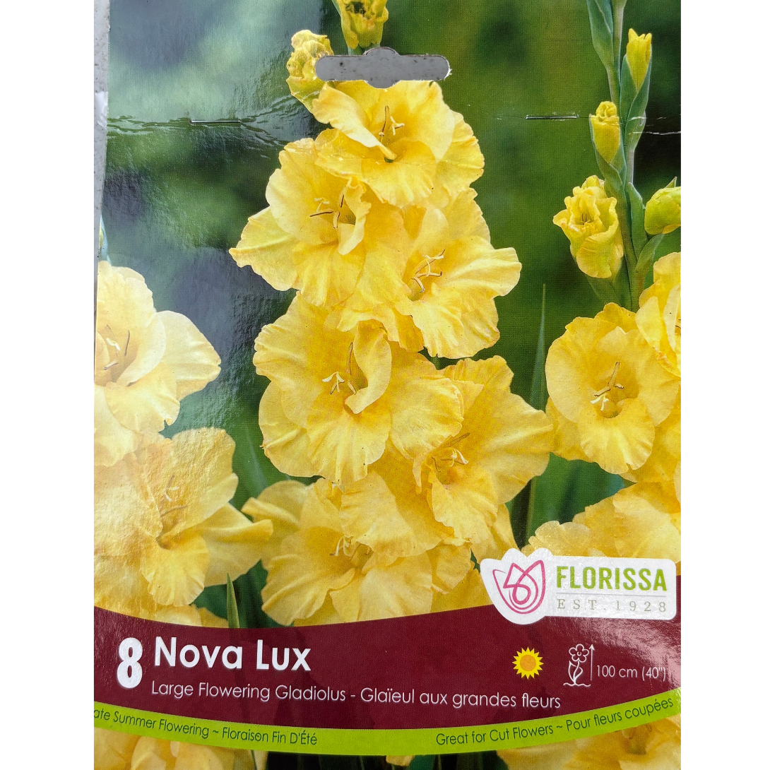 Bulbs Gladiolus Nova Lux 8/Pkg.