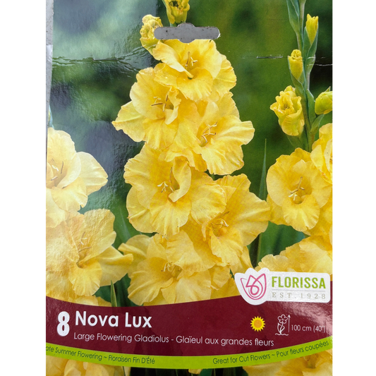 Bulbs Gladiolus Nova Lux 8/Pkg.