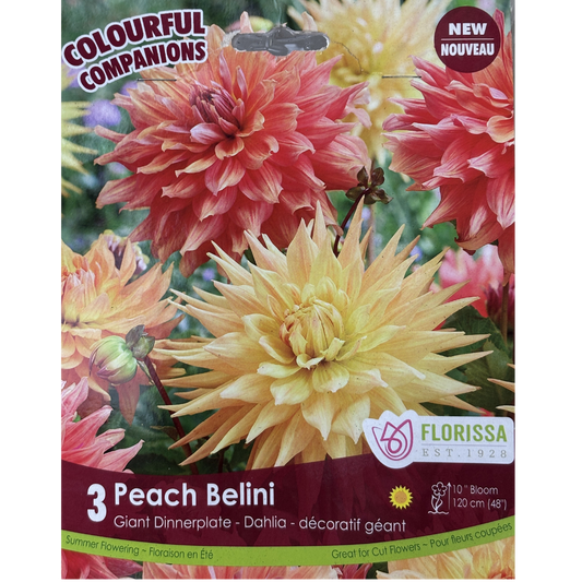 Bulbs Colourful Companions Dahlia Peach Belini 3/Pkg.