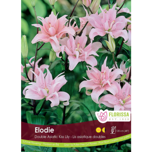 Bulbs Lily Elodie Asiatic 1/Pkg.