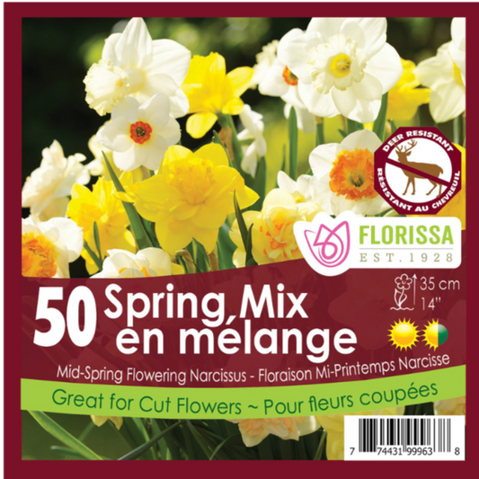 Narcissus 'Spring Mix' 12+ 50/Bag