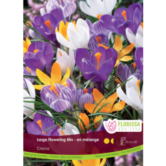 Crocus Large Flowering Mix 100/Bag