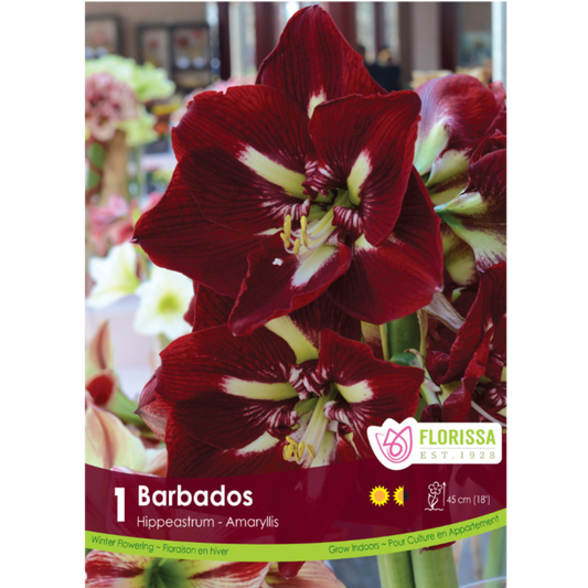 Amaryllis 'Barbados' 1/Pkg.